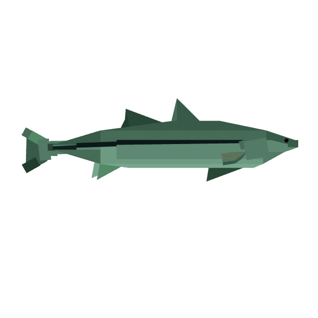 Snook